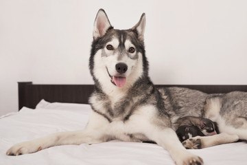 Newborn Siberian Husky puppy age of 1 days. Husky Dog Breeding. Concept of veterinary medicine, zoo clinic, veterinary clinic. Dog puppies sleep. Zoo hotel. Animal hotel. Husky dog ​​with puppies