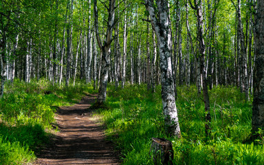 Woodland Trail