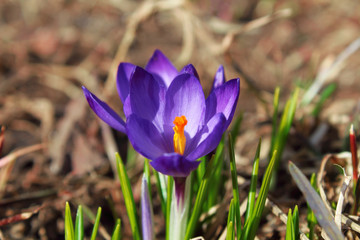 Beautiful blue crocuses flowers. Flowering of the first snowdrops in spring. Side and top view. Close-up. Selective focus. Background. Landscape.