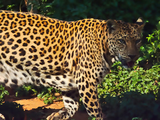 Fototapeta na wymiar Leopard is walking.