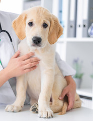 Cute calm dog sitting in vet cabinet