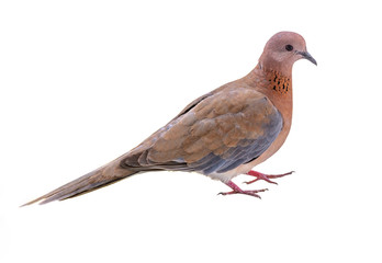 Laughing dove looking into the camera cut out on white background.