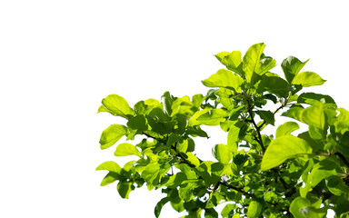 Branch of young solar green leaves isolated. Landscape with a apple tree. Corner location.