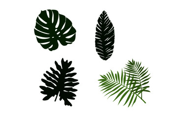 Tropical leaves, palm, monstera