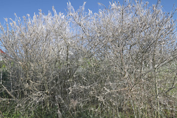Raupenbefall der Gespinstmotte