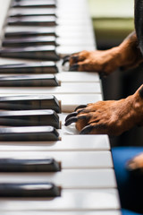 Fototapeta premium dog's paw to play the piano