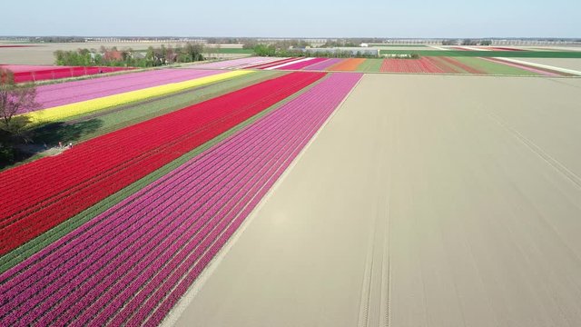 Prachtvolle Tulpenfelder in den Niederlanden aus der Luft gefilmt