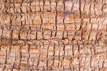 close-up of a palm tree bark