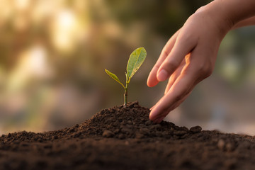 Close up Woman's hands planting seedlings on the ground in a clear morning. The concept of growing plants in nature