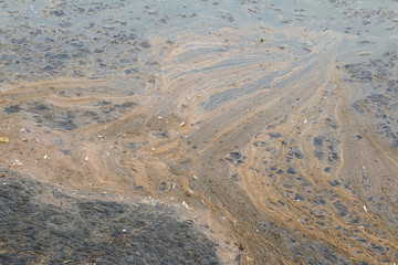 Schlammteppich auf dem Wasser