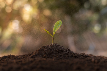 Close up view of seedlings planted in the soil And there is water droplets in the air. The concept of growing plants in nature