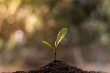 Close up view of seedlings planted in the soil And there is water droplets in the air. The concept of growing plants in nature