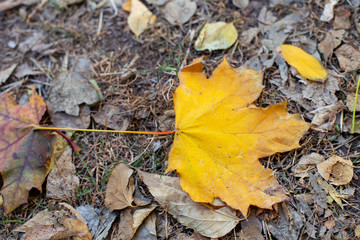 
yellow maple leaf on the ground