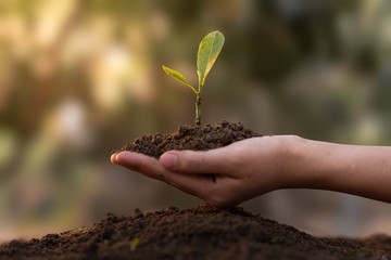 Close up Woman's hands holding a seedling planted in the soil and blurred backgrounds. The concept of growing plants in nature