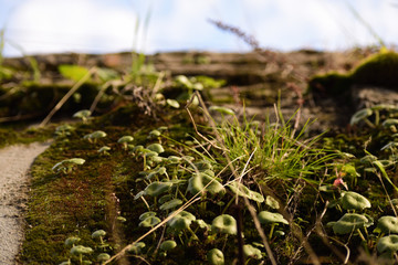 moss on the old wall