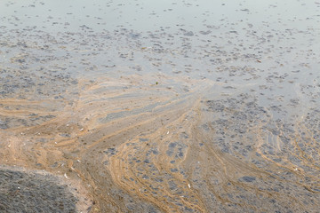 Schlammteppich auf dem Wasser