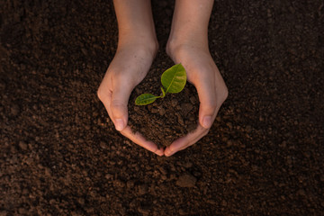 Close up Woman's hands holding a seedling to plant in the ground. The concept of growing plants in nature.