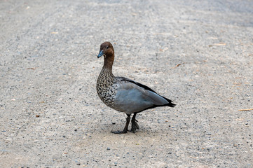 Adult male Australian wood duck, Chenonetta jubata