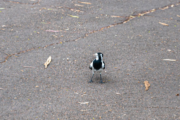 Female magpie lark, Grallina cyanoleuca, Brimbank Park, Melbourne, Australia