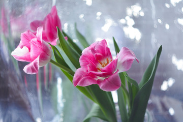 Bouquet of pink tulips on a mirror background.
