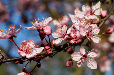 Blütenrausch