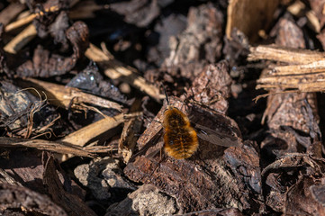 Dark-edged bee-fly, Bombylius major, laying eggs on ground tree bark. The bee-fly larva feeds on  ground dwelling bees grubs, laying eggs near the nest entrance