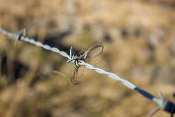 barbed wire fence in spring weather