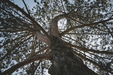 Big pine on a background of blue sky.