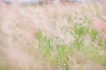 Yellow and white flower on a pink field
