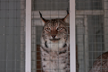Sad Lynx in a cage looks through the bars at the zoo