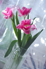 Bouquet of pink tulips on a mirror background.