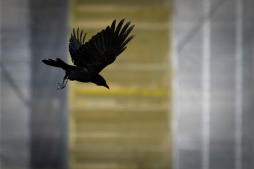 Crow in flight. Close-up.