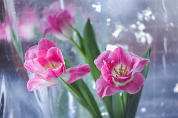 Bouquet of pink tulips on a mirror background.