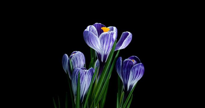 Timelapse of several violet crocuses flowers grow, blooming on black background,format with ALPHA transparency channel isolated on black background, spring, easter