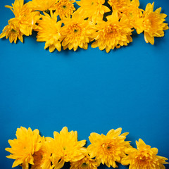 Beautiful orange chrysanthemums lie on a blue background. Beautiful flowers. Spring background. International Women's Day. Place for text. Copy space.