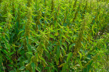 bushy nettle bushes grow on the field. closeup fresh leaves