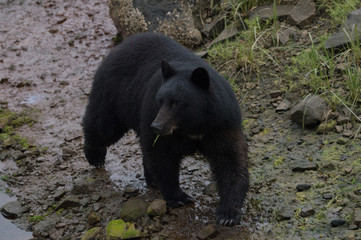 Black Bear near Ketchikan, Alaska