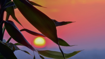 bambus na tle zachodzącego słońca © Mariusz Sowula