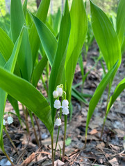Obraz premium Lilies of the valley in the forest. good weather for walking