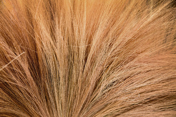 close up dry grass broom texture background