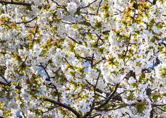 cherry blossom in spring