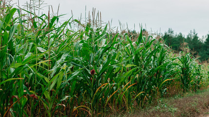 Rows of fresh unpicked corn