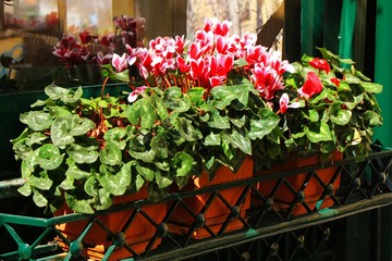 Decorative flower planters and pots.