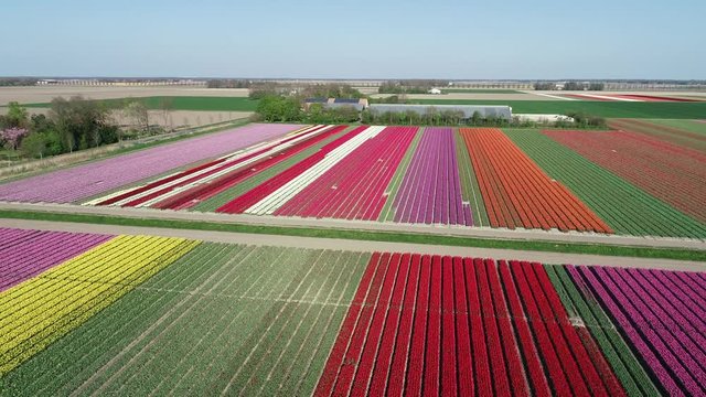 Prachtvolle Tulpenfelder in den Niederlanden aus der Luft gefilmt