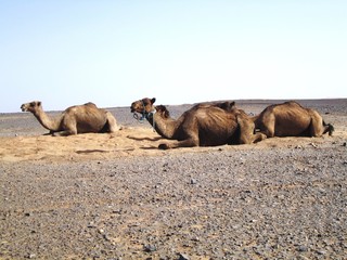 A group of dromedaries napping in the middle of the desert. It’s really nice to see them.