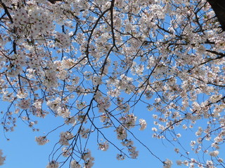 桜と青空