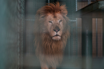 Sad lion in a cage at the zoo looks through the bars