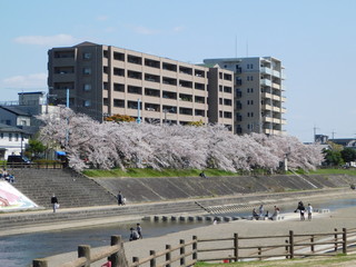 芥川桜堤公園(大阪府高槻市)