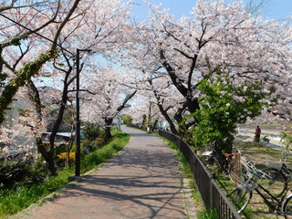 芥川沿いの遊歩道と桜並木(大阪府高槻市)