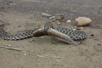 A scramble on the border of land and water (and a goby).